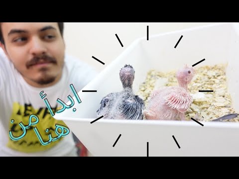 اسهل 5 ببغاوات او طيور ممكن تنتج منها خصوصا للمبتدئين