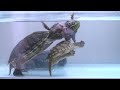 Snapping turtle  red eared slider eats live frog warnning live feeding