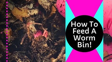 Worm Bin Basics Episode 4: Cocoon Bin Check & How To Properly Feed Worms