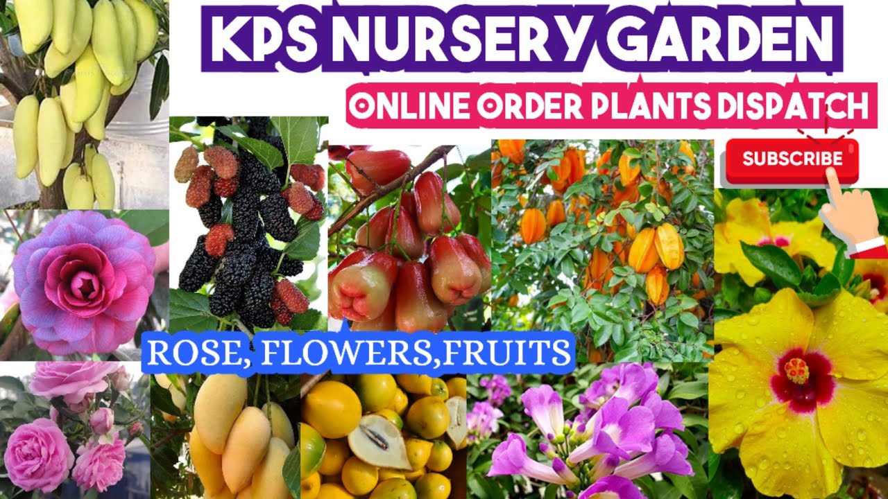 ONLINE ORDERS PLANTS DISPATCH RARE FRUITS, FLOWERS,ROSE PLANTS 