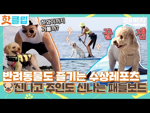 ♨핫클립♨ 물아일견 댕댕이들이 더 신난 시원한 패들보드💨 반려견과 함께 즐기는 수상레포츠🌊｜펫키지｜JTBC 210923 방송