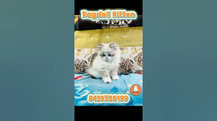 Watch the video about 🐾 Ragdoll Kitten in Bangalore 💙 | Safe Delivery All Over India ✈️ | @Khan_Kittens