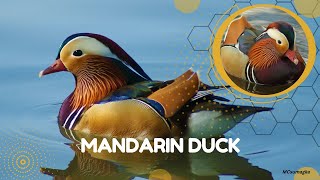 Mandarin Duck (Aix galericulata)