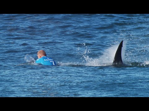 Vídeo: Dormir En Un Tiburón Literalmente - Matador Network