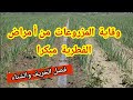 أفضل وأقوى مبيد فطري ضد أمراض الفطرية على الخضروات وأشجار فصل الخريف والشتاء