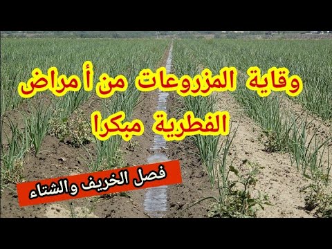 أفضل وأقوى مبيد فطري ضد أمراض الفطرية على الخضروات وأشجار فصل الخريف والشتاء