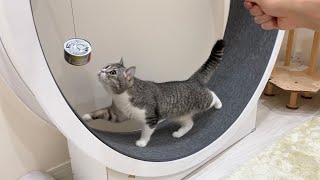 目の前に猫缶をぶら下げたら運動嫌いな猫がとんでもないことになりましたw