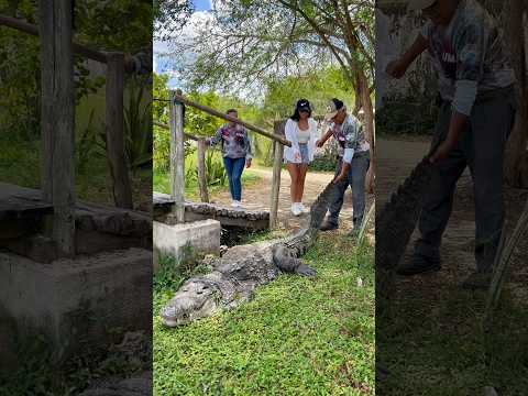 Granja de cocodrilos 🐊😱