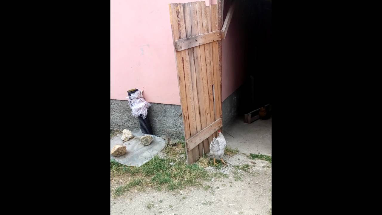 Tavuk Cagirma Sesi Mp3 Indir Tavuk Cagirma Sesi Mp3 Indir