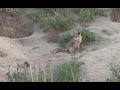 El zorro en su hábitat natural