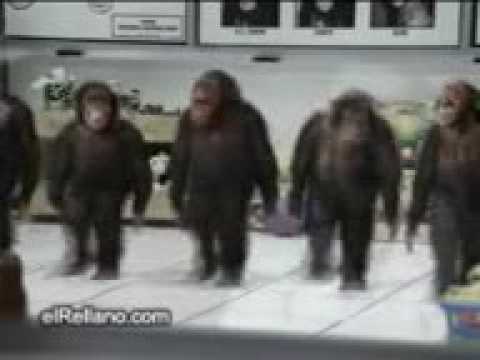 მაიმუნების ცეკვა