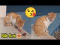 Aj Hum Aap Ko Humari Billo Rani 🐱 Sa Milwaty Hain 😘 – Cutest Cat - 3mbvlogs