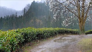 Чайные поля со звуками весеннего дождя, которые успокаивают разум. Для медитации, отдыха, учебы