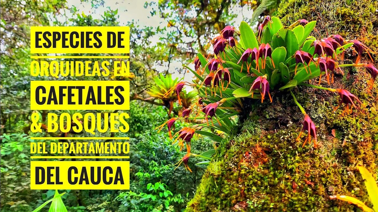 ESPECIES de ORQUÍDEAS en CAFETALES & bosques