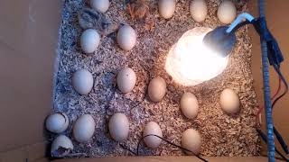 Easy Egg Hatching Karton Egg Incubator