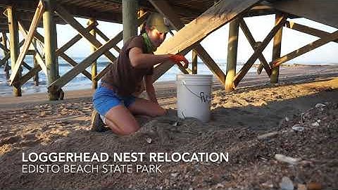 Sea Turtle Nest Relocation at Edisto Beach State Park