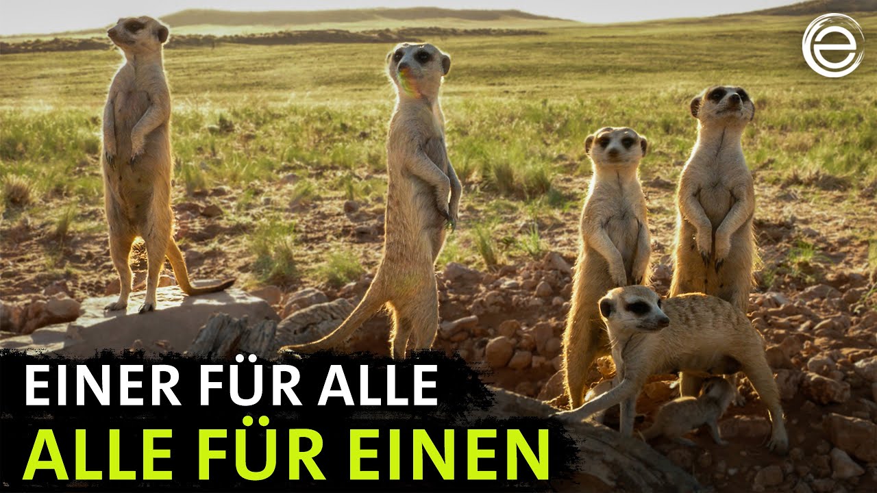 Erdmännchen – Ein unschlagbares Team | Erlebnis Erde