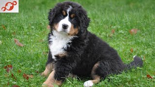 🐕 Calmest Dogs – TOP 10 Calmest Dog Breeds In The World!