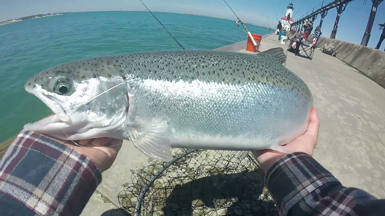 Insane Fishing ACTION for Summer STEELHEAD-- Lake Michigan Pier Fishing