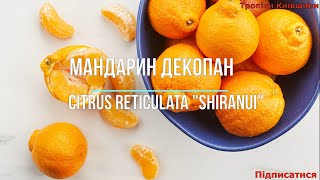 Мандарин Декопан Citrus reticulata 'Shiranui'