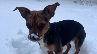 Dogs In Snow Part 2