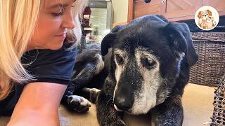 16-Year-Old Senior Dog Starts Running Like a Puppy With His Foster Dad