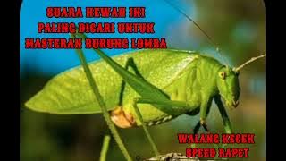 Download lagu MASTERAN WALANG KECEK MEWAH /speed rapet paling dicari untuk masteran burung lomba