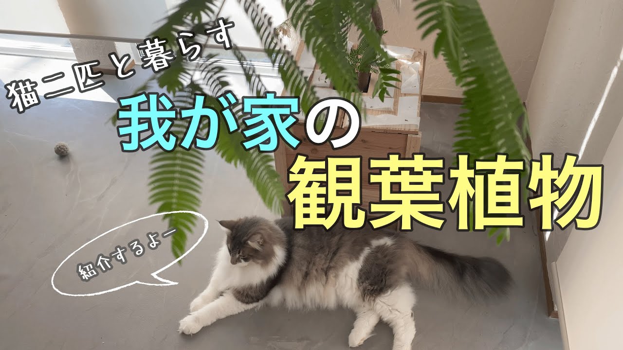 緑の木と三毛猫さん2 観葉植物】猫二匹と暮らす我が家の観葉植物紹介！ - YouTube