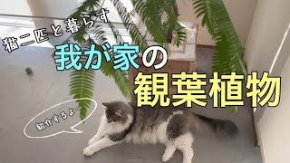 観葉植物】猫二匹と暮らす我が家の観葉植物紹介！ - YouTube