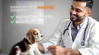🐶Purebred Puppies for Sale | Find Your Perfect Furry Friend at Good Furs! ❤️🐾