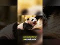El secreto del panda: no nacen sabiendo ser pandas