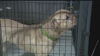 Humane agents urge pet owners to be mindful and responsible during fireworks
