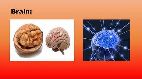 Metropolitan School Week 4 Class 5 Science Lesson