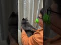 Scaring Cat & His Reaction is PRICELESS 😂 #shorts #cat #pets