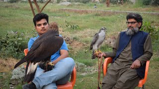 facts about golden eagle || largest eagle in Pakistan || falconry art of kings