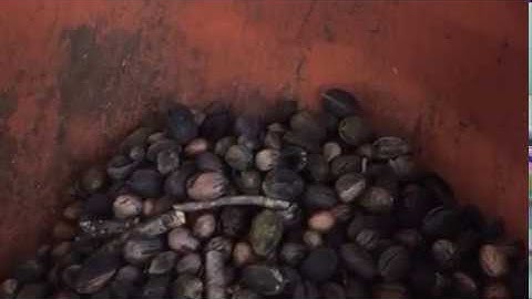 WECO PecanTek Optical Sorter Demo