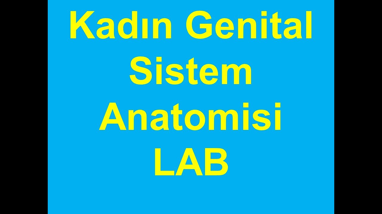 Kadın Genital Sistem LAB