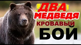 МЕДВЕДИ - КРОВАВЫЙ БОЙ! #bear #медведь | BEAR FREESTYLE WRESTLING!