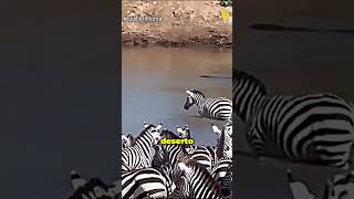 A Zebra Nem Viu o Monstro Debaixo D’água #animals #animais