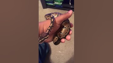 HOLDING MY BALL PYTHON
