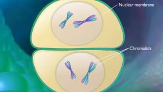 Meiosis animation 1 cell to 4 cells