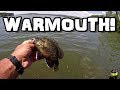 Warmouth Fishing