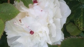 Pivoine Lactiflora de Chine hybride 'Festiva Maxima'