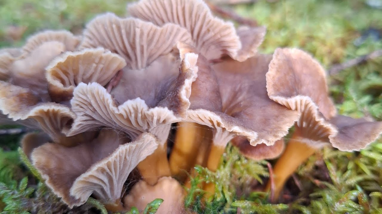 ไม่เคยเห็นแสงแดดมีแต่ความมืดในเมื่อไม่มีงานทำก็ต้องเข้าป่าเก็บเห็ดขายพอมีรายได้เห็ดป่านี้สวยมาก