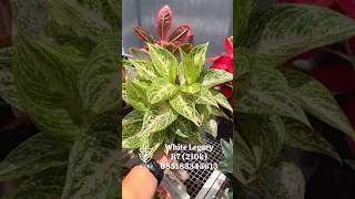 White Legacy R7 (210k) #aglaonema #aglaonemajogja #aglonemalokal #tanamanhias  #aglaonemamurah