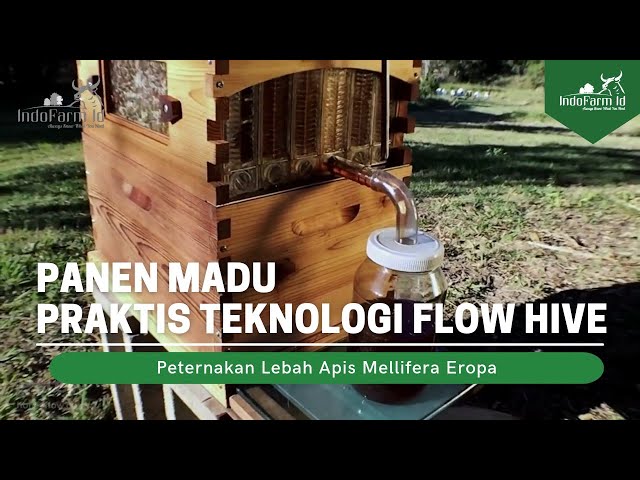 Peternak Lebah Panen Madu dengan Teknologi Sarang Mengalir | Flow Hive class=
