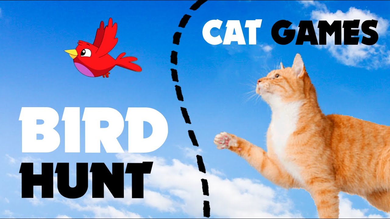 CAT GAMES BIRDS HUNT ★ games on screen for cats YouTube