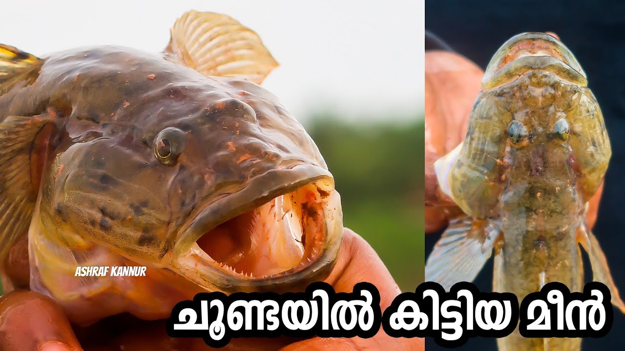 എന്റെ മോനേ...😲 | Fishing | Daily vlog | Ashraf kannur - YouTube