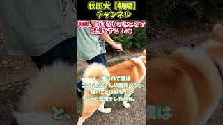 秋田犬【朝陽】チャンネル【朝陽、ぎりぎりの所で我慢をする！の巻】#柴犬#shorts