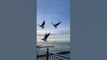 ما تيسر من سورة النور #قران كريم #راحة نفسية